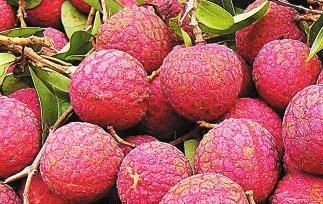 荔枝的营奍成份和功效和作用（荔枝的营养价值功效作用）