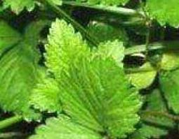 蛇莓草怎么吃 蛇莓草怎么吃抗癌效果好