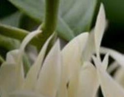 白兰花怎么养（白兰花怎么养开花多）