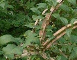 鬼箭羽泡水喝的功效与作用 鬼箭羽功效与作用吃法