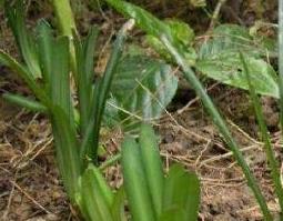 石蒜头的功效和作用