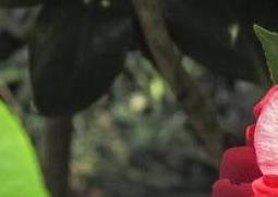 茶花纯露的功效与作用 茶花纯露的功效与作用是什么