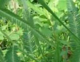 水皂角的功效与作用 水皂角的功效与作用水皂洗菜