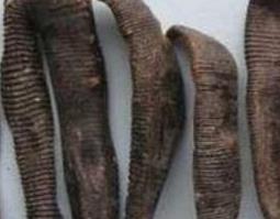 酒水蛭的功效与作用 酒水蛭的功效与作用及禁忌