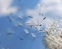 异苞蒲公英图片 蒲公英的花苞是什么样子的