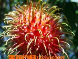 红毛丹图片（泰国红毛丹图片）