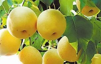 吃梨有什么好处 长期吃梨有什么好处