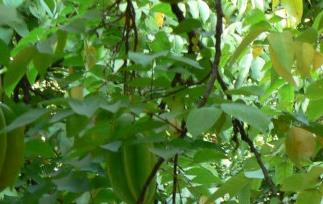 吃杨桃有什么好处 杨桃营养价值分析