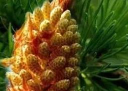 松花粉是什么（松花粉是什么树上长的）