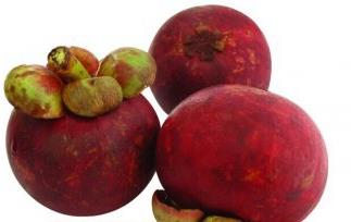 如何种植山竹（如何种植山竹种子）