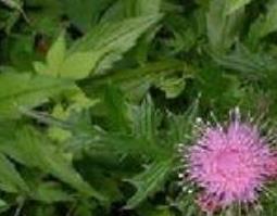 刺萝卜的功效与作用