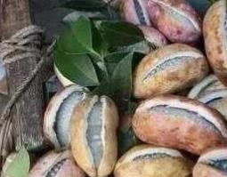 野香蕉的功效与作用 野香蕉的功效与作用治妇科炎症