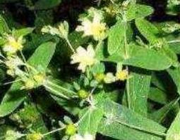 小对经草的功效与作用及禁忌 对经草的功效和禁忌