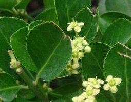 大叶冬青的药用功效与使用方法（大叶冬青的药用功效与使用方法及禁忌）