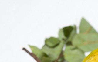 杨桃的作用和功效