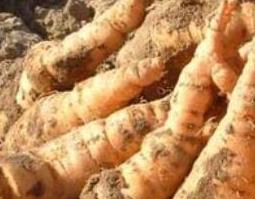 生地黄的功效与作用及副作用 生地黄的功效与作用及副作用是什么