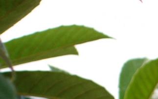 枇杷的营养价值和主要作用 枇杷有什么营养价值和作用