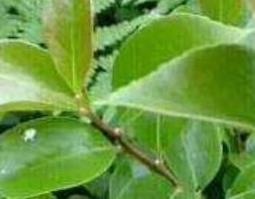 綟木的功效与作用（綟木的功效与作用吃法）