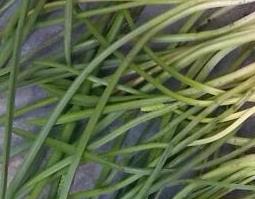 绵枣的功效与作用 绵枣的功效与作用卖多少钱1斤?