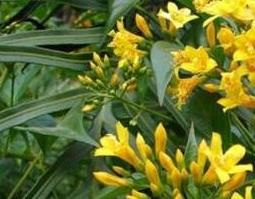 大茶药的功效与作用 大茶药的功效与作用