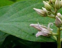 萝藦的药用价值（萝藦的药用价值和食用方法）