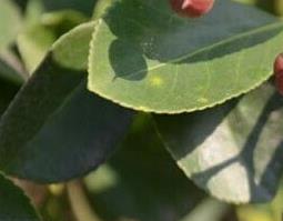 毛冬青的功效与作用（毛冬青的功效与作用及禁忌）