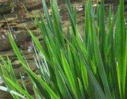 水菖蒲的功效与作用及药用价值（水菖蒲的功效与作用及药用价值及禁忌）