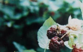 树梅功效 树梅药用功效