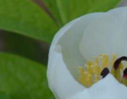 草芍药的功效与作用 草芍药的功效与作用及禁忌