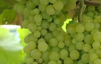 吃葡萄好处,吃葡萄有什么好处（吃葡萄好处,吃葡萄有什么好处）