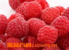 覆盆子的功效和营养价值(覆盆子的营养与功效)