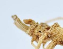 林下参怎么吃（林下参怎么吃效果最好）