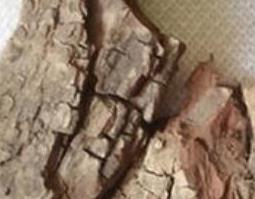 枣树皮熬水喝有什么用 枣树皮熬水喝有什么用处