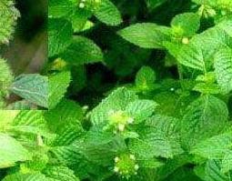 灯笼草什么人不能喝（什么人不适合喝灯笼草）