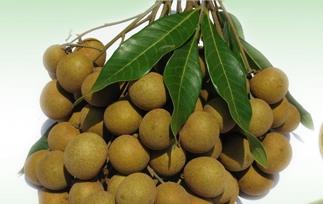 龙眼的功效主治