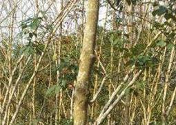 天然橡胶的作用（天然橡胶的作用与用途）