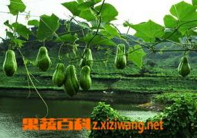 清炒佛手瓜的食材和做法（清炒佛手瓜的食材和做法大全）