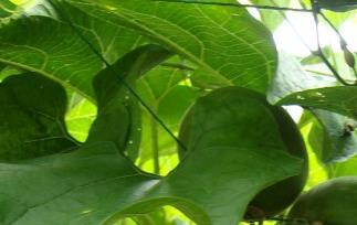 罗汉果有啥副作用呢（罗汉果有什么副作用）