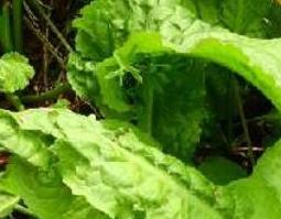 大黄叶的功效与作用 牛耳大黄叶的功效与作用