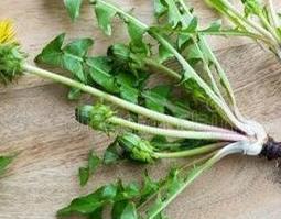 蒲公英根如何发酵炒制 蒲公英根如何发酵炒制茶