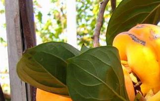 孕妇可以吃柿子吗（孕妇可以吃柿子吗?孕初期）