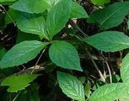 四叶参怎么吃（四叶参怎么吃好）