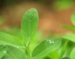 花生叶泡脚的功效和作用 干花生叶泡脚的功效与作用