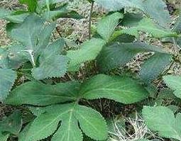 姨妈菜泡水喝的功效与作用及药用价值