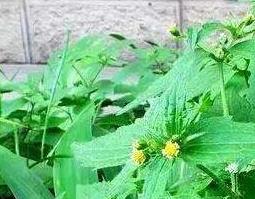 辣椒草的功效与作用及禁忌 辣椒草功效和副作用