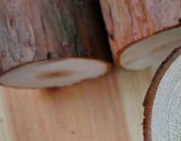 松木皮的功效与作用 松木皮的功效与作用禁忌