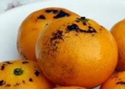 小孩咳嗽吃什么好的快（小孩咳嗽吃什么好的快偏方土方法）