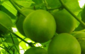 罗汉果营养价值和药用价值（罗汉果营养价值和药用价值区别）