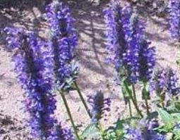 荆芥穗与荆芥的区别 荆芥穗与荆芥的区别图片