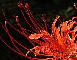 红花石蒜的功效与作用（红花石蒜的功效与作用图片）